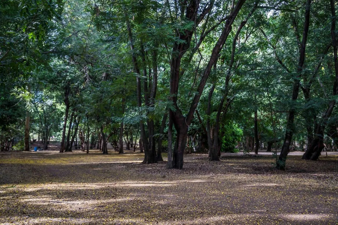 Adels Grove Camping Park Lawn Hill